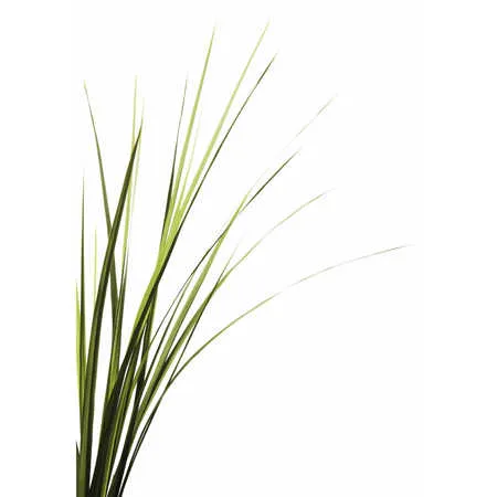 Vetiver Absolute/ Ruhkhus (Green) Oil 